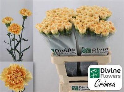 Di St H. Crimea