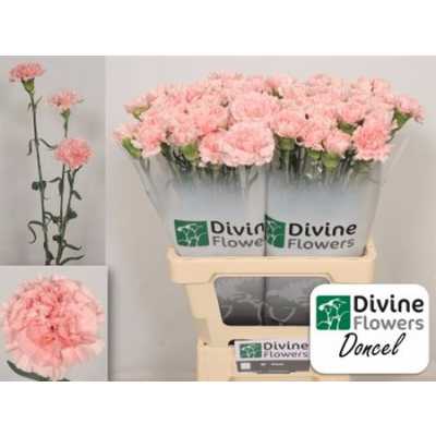 Di St H. Doncel