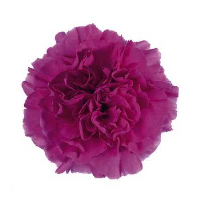 Di St H. Farida Dark