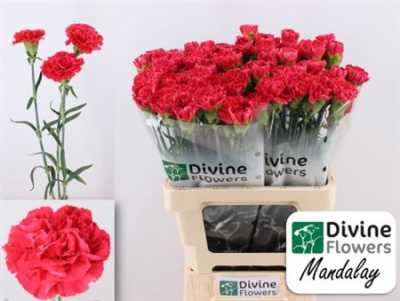 Di St H. Mandalay