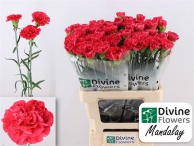 Di St H. Mandalay