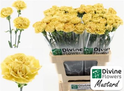 Di St H. Mustard