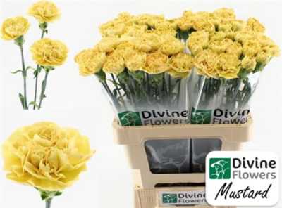Di St H. Mustard