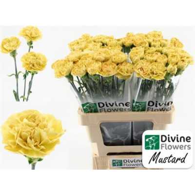 Di St H. Mustard