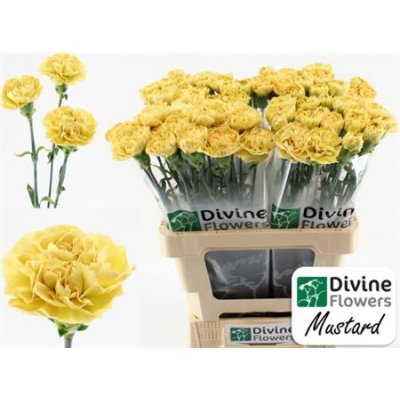 Di St H. Mustard