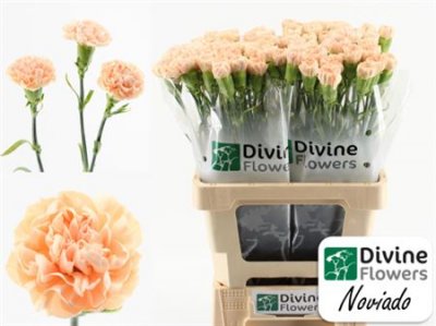Di St H. Noviado