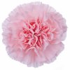 Di St H. Pale Pink