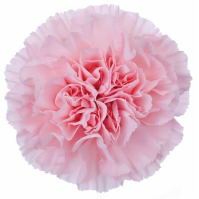 Di St H. Pale Pink