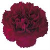 Di St H. Purple