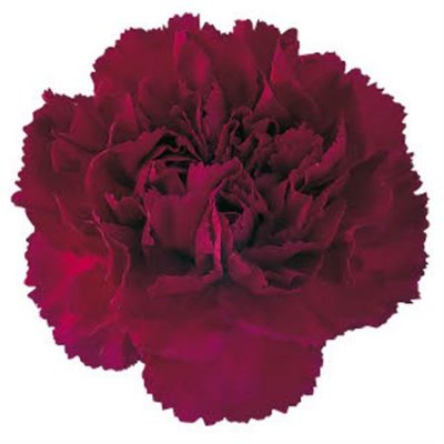 Di St H. Purple