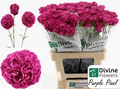 Di St H. Purple Pixel