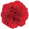 Di St H. Red