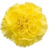 Di St H. Yellow