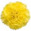 Di St H. Yellow