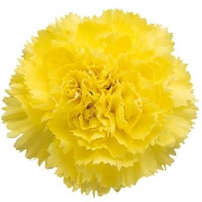 Di St H. Yellow