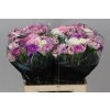 Di St Mix Lavender
