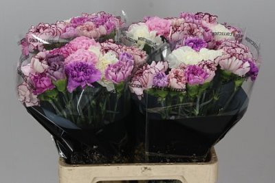 Di St Mix Lavender