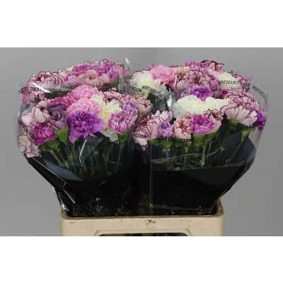 Di St Mix Lavender
