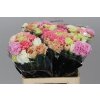 Di St Mix Pastel