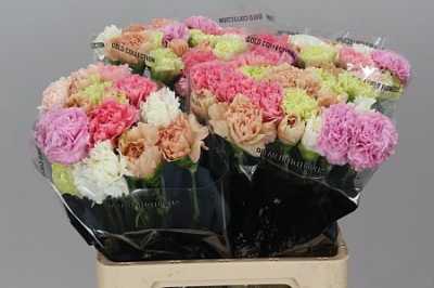 Di St Mix Pastel