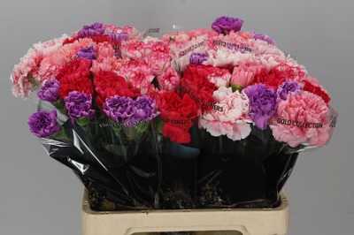 Di St Mix Pink