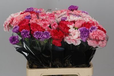 Di St Mix Pink
