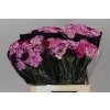 Di St Mix Purple