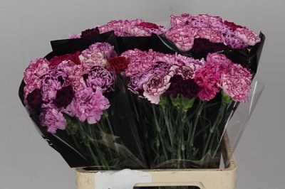 Di St Mix Purple