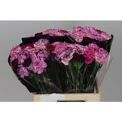 Di St Mix Purple