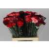 Di St Mix Red