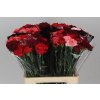 Di St Mix Red