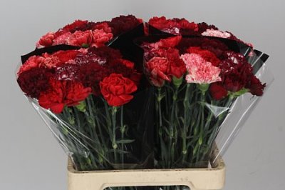 Di St Mix Red