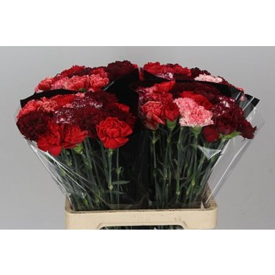 Di St Mix Red