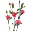 Di Star Cherry Tessino