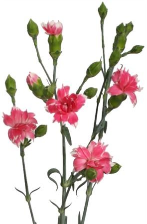 Di Star Cherry Tessino