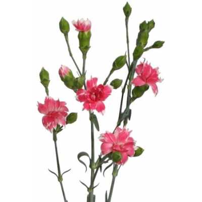 Di Star Cherry Tessino