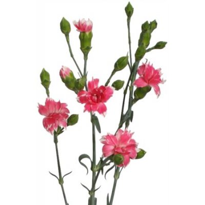 Di Star Cherry Tessino