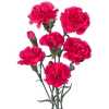 Di Tr. Col. Cerise