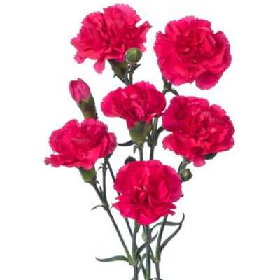 Di Tr. Col. Cerise