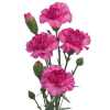 Di Tr. Col. Lilac
