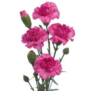 Di Tr. Col. Lilac