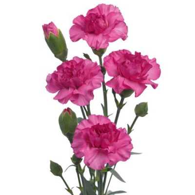 Di Tr. Col. Lilac