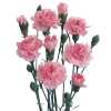 Di Tr. Col. Pink
