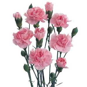 Di Tr. Col. Pink