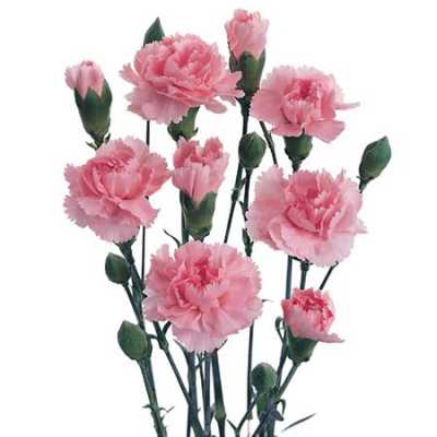 Di Tr. Col. Pink