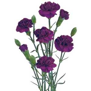 Di Tr. Col. Purple