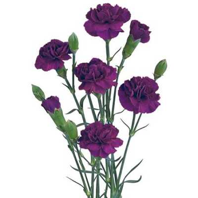 Di Tr. Col. Purple