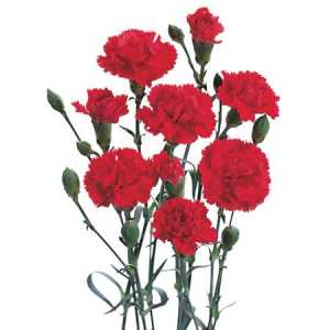 Di Tr. Col. Red
