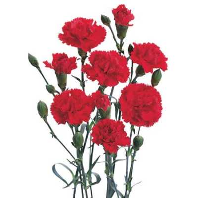 Di Tr. Col. Red