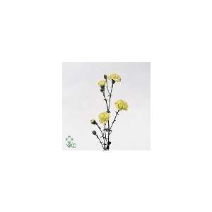 Di Tr. Col. Yellow